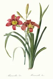 Hemerocallis Fulva By Pierre-Joseph Redoute