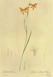 Homoglossum Watsonium By Pierre-Joseph Redoute