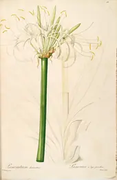 Hymenocallis Caribaea As Pancratium Declinatum By Pierre-Joseph Redoute