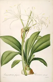 Hymenocallis Fragrans As Pancratium Fragrans By Pierre-Joseph Redoute
