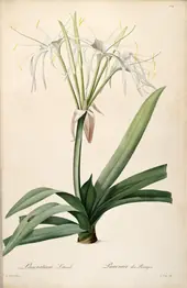 Hymenocallis Littoralis As Pancratium Littorale By Pierre-Joseph Redoute
