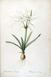 Hymenocallis Rotata As Pancratium Disciforme By Pierre-Joseph Redoute