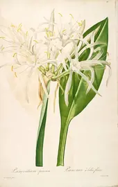 Hymenocallis Speciosa As Pancratium Speciosum By Pierre-Joseph Redoute