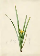 Iris Curtopetala By Pierre-Joseph Redoute