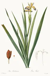 Iris Foetidissima By Pierre-Joseph Redoute