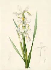 Iris Ochroleuca By Pierre-Joseph Redoute