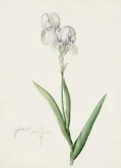 Iris Swertii By Pierre-Joseph Redoute