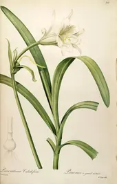 Ismene Narcissiflora As Pancratium Calathiforme By Pierre-Joseph Redoute