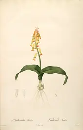 Lachenalia Aloides By Pierre-Joseph Redoute
