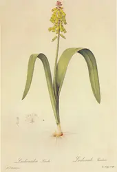 Lachenalia Luteola By Pierre-Joseph Redoute