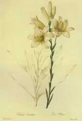 Lilium Candidum By Pierre-Joseph Redoute