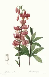 Lilium Martagon By Pierre-Joseph Redoute