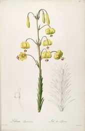 Lilium Pyrenaicum By Pierre-Joseph Redoute