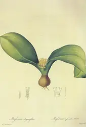 Massonia Depressa By Pierre-Joseph Redoute