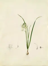 Narcissus Calathinus By Pierre-Joseph Redoute
