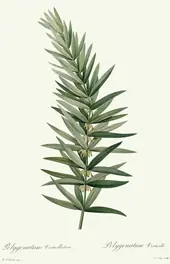Polygonatum Verticillatum By Pierre-Joseph Redoute