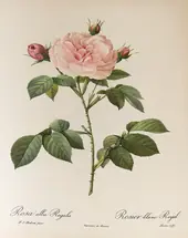 Rosa Alba Regalis By Pierre-Joseph Redoute