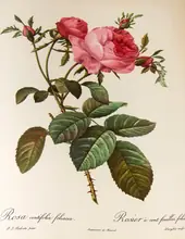 Rosa Centifolia Foliacea By Pierre-Joseph Redoute