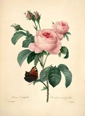 Rosa Centifolia By Pierre-Joseph Redoute