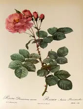 Rosa Damascena Aurora By Pierre-Joseph Redoute