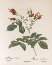 Rosa Evratina By Pierre-Joseph Redoute