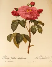 Rosa Gallica Aurelianensis By Pierre-Joseph Redoute