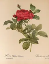 Rosa Gallica Pontiana By Pierre-Joseph Redoute
