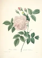 Rosa Hume's Blush Tea Scented China By Pierre-Joseph Redoute