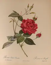 Rosa Indica Cruenta By Pierre-Joseph Redoute