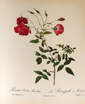 Rosa Indica Sertulata By Pierre-Joseph Redoute
