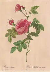 Rosa Inermis By Pierre-Joseph Redoute