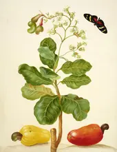 Branch of Cashew By Maria Sibylla Merian