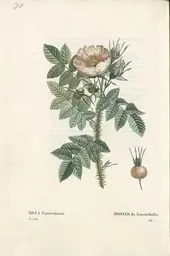 Rosa Kamtchatica By Pierre-Joseph Redoute