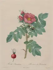 Rosa Kamtschatica By Pierre-Joseph Redoute