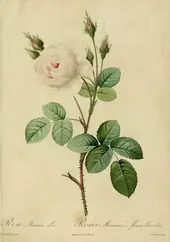 Rosa Muscosa Alba By Pierre-Joseph Redoute