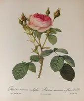Rosa Muscosa Multiplex By Pierre-Joseph Redoute