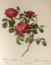 Rosa Pumila By Pierre-Joseph Redoute