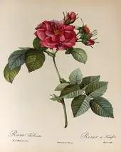 Rosa Turbinata By Pierre-Joseph Redoute
