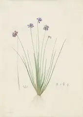 Sowerbaea Juncea By Pierre-Joseph Redoute