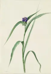 Tradescantia Virginica By Pierre-Joseph Redoute