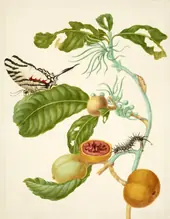 Branch of Duroia Eriopila With Zebra Swallowtail Butterfly By Maria Sibylla Merian