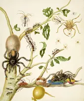 Branch of Guava Tree With Army Ants, Pink Toe Tarantulas, Huntsman Spiders, and Ruby Topaz Hummingbird By Maria Sibylla Merian