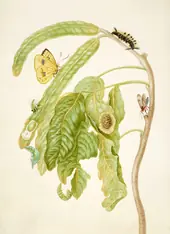 Branch of Inga With Cloudless Sulphur Butterfly By Maria Sibylla Merian
