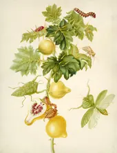 Branch of Nipple Fruit With Leaf Mantis and Bean Leaf Skeletonizer By Maria Sibylla Merian