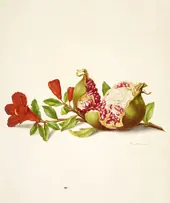 Branch of Pomegranate By Maria Sibylla Merian