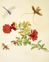 Branch of Pomegranate With Insects By Maria Sibylla Merian