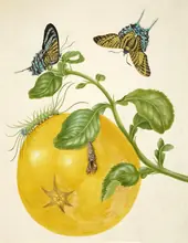 Branch of Pomelo With Green Banded Urania Moth By Maria Sibylla Merian