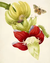 Branch of Banana With Bullseye Moth By Maria Sibylla Merian