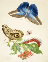 Branch of Cardinal's Guard With Idomeneus Giant Owl Butterfly By Maria Sibylla Merian