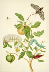 Branch of Sour Guava With Carolina Sphinx Moth By Maria Sibylla Merian
